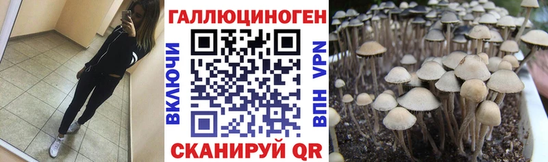 Псилоцибиновые грибы Psilocybine cubensis  Хадыженск 